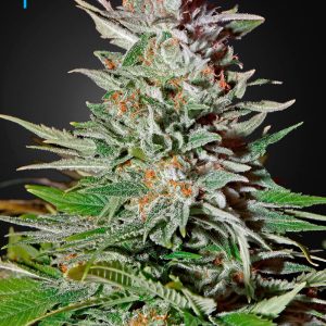 Super Lemon Haze Auto Green House