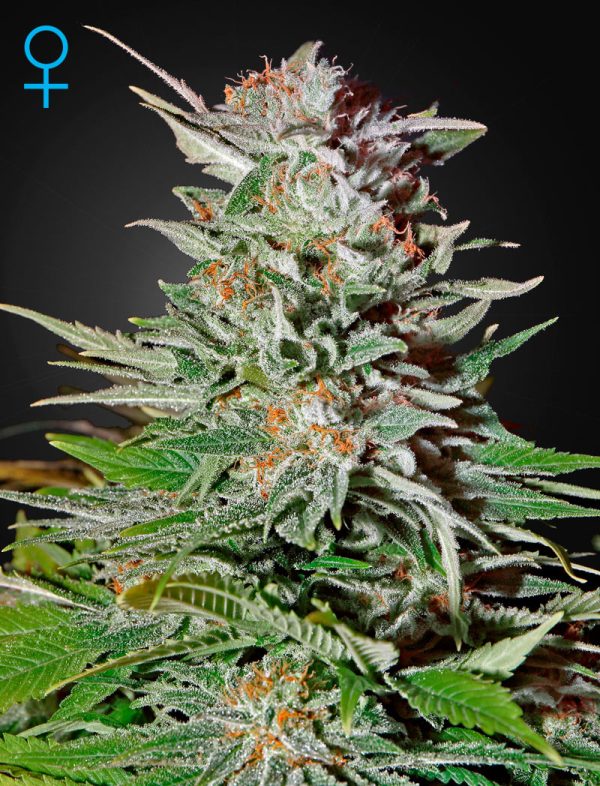 Super Lemon Haze Auto Green House