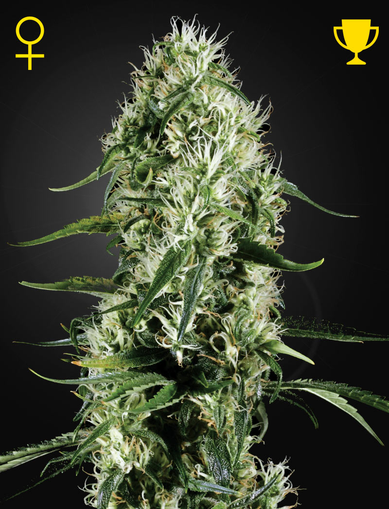 Super Silver Haze Green House