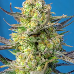 Sweet Cheese XL Auto Sweet Seeds