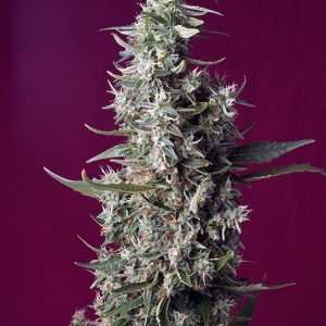 Sweet Cherry Pie