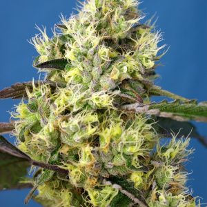 Sweet Seeds Sweet Gelato Auto
