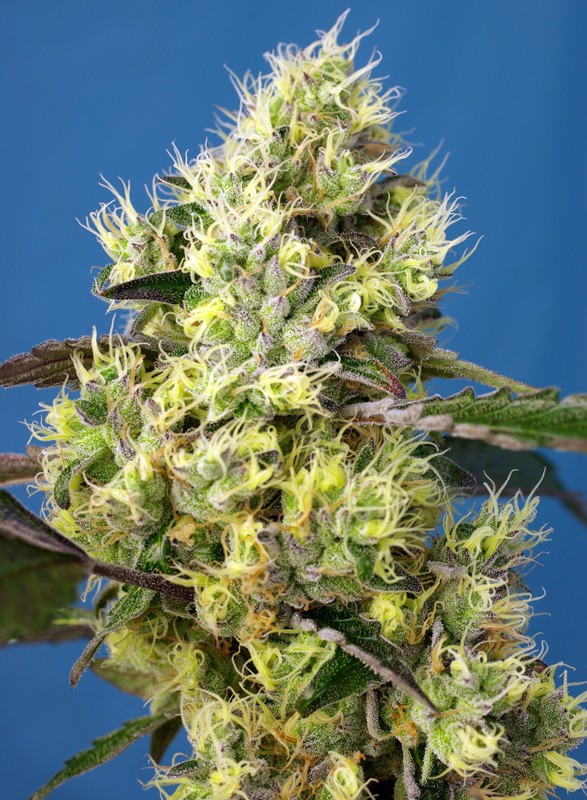 Sweet Seeds Sweet Gelato Auto
