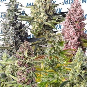 Sweet Mix Photoperiod Sweet Seeds