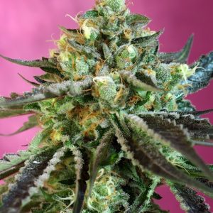 Sweet Nurse Auto CBD Sweet Seeds