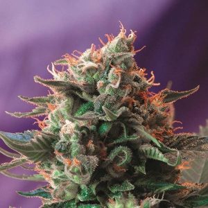 Jack 47 Sweet Seeds