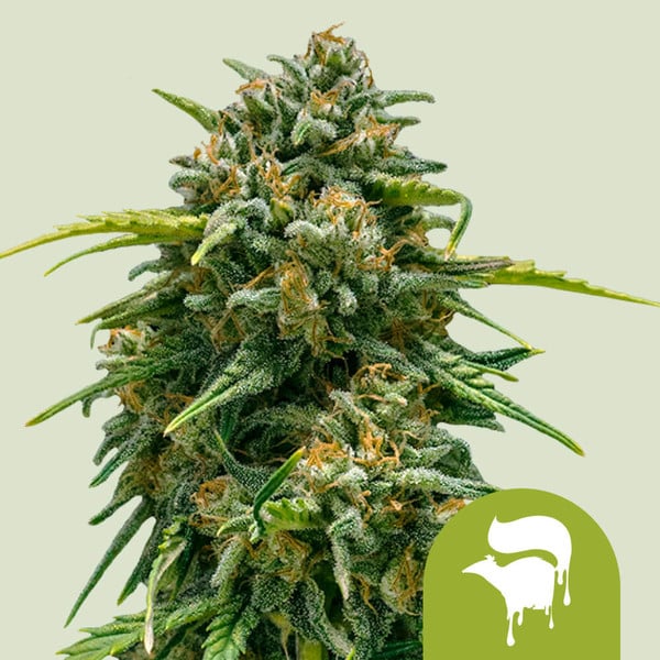 Sweet Skunk Auto Royal Queen Seeds