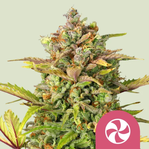 Sweet ZZ Royal Queen Seeds