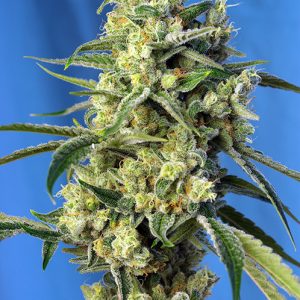 Sweet Amnesia Haze Sweet Seeds