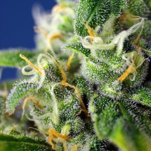 Honey Peach Auto CBD Sweet Seeds