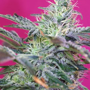Auto Sweet Cheese