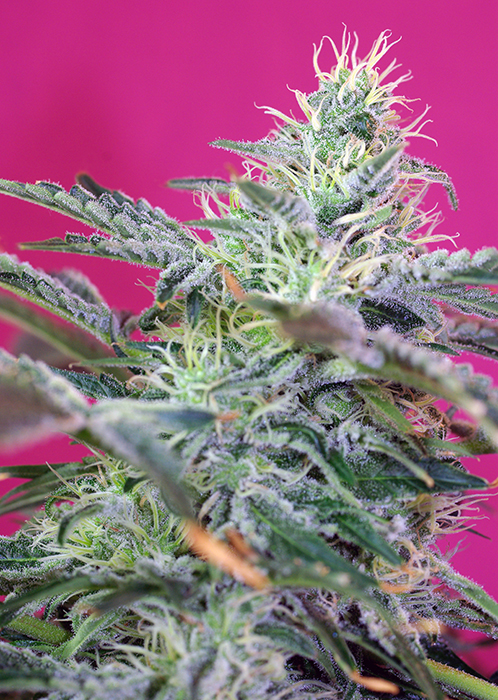 Auto Sweet Cheese