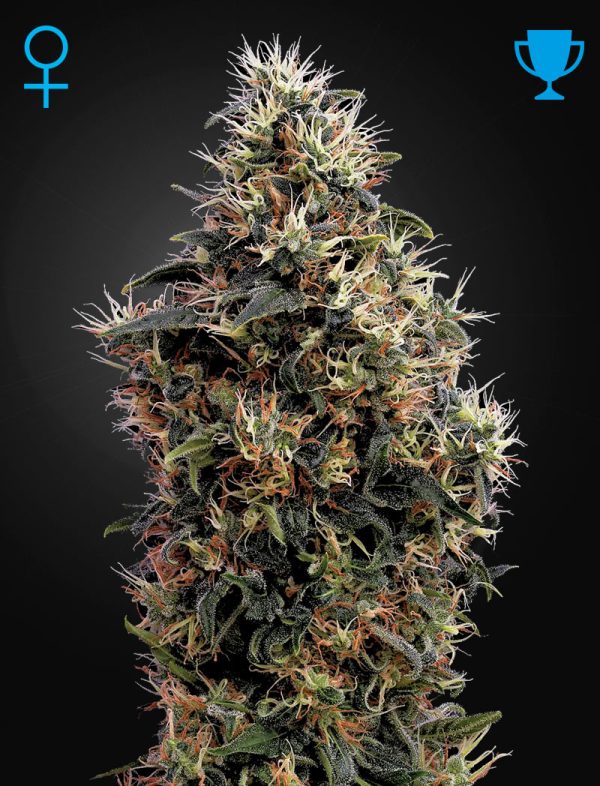 Sweet Mango Auto Green House