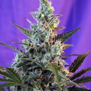Auto Sweet Skunk
