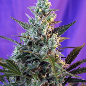 Sweet Skunk Fast Sweet Seeds