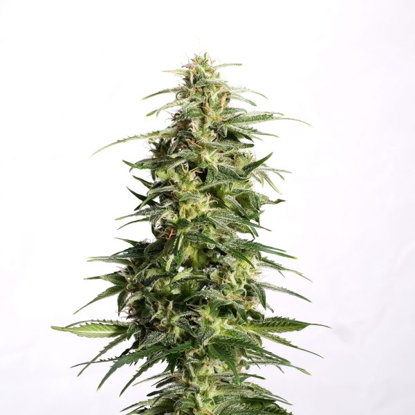 Swiss Dream Auto CBD Kannabia