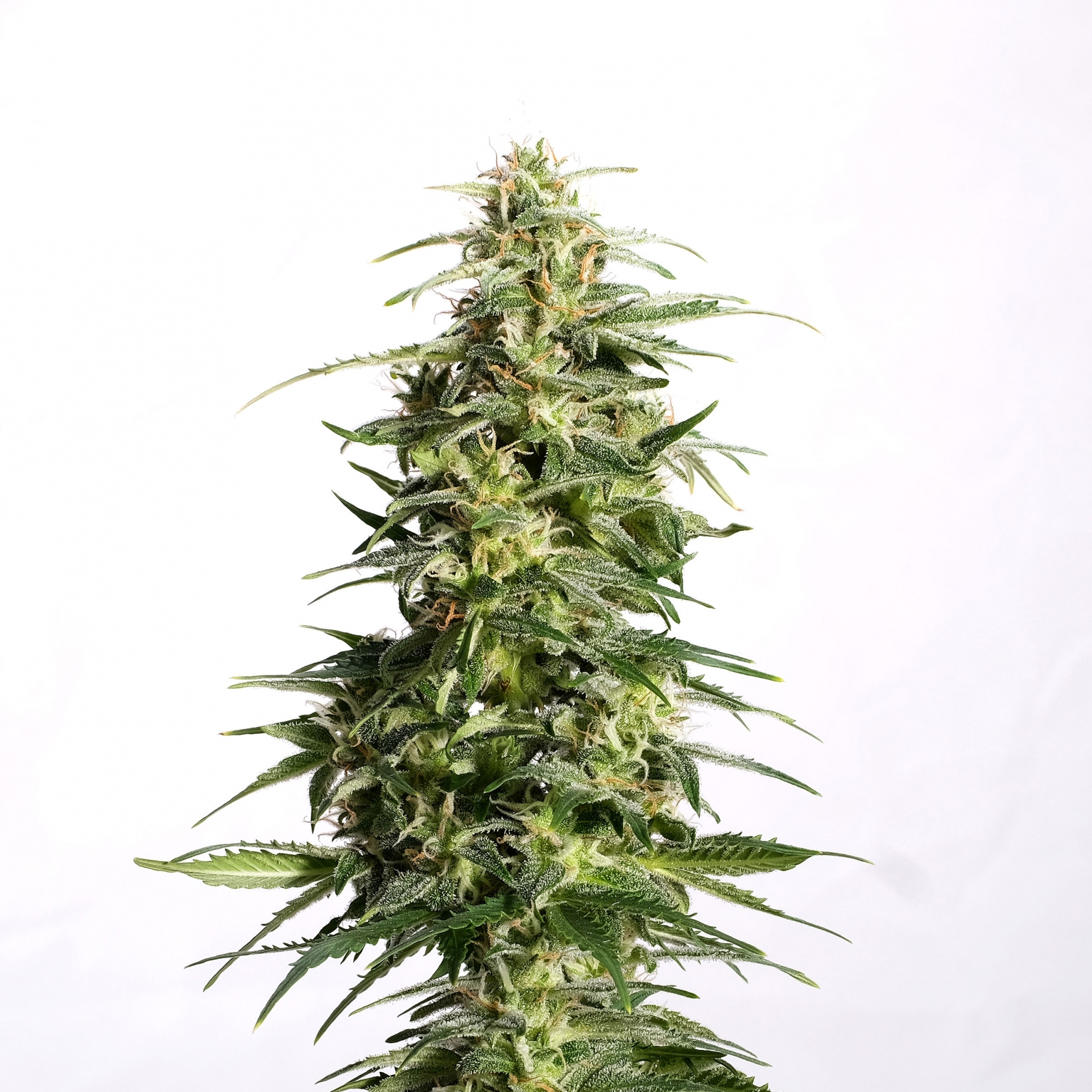 Swiss Dream Auto CBD Kannabia