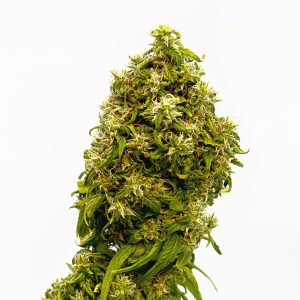 Swiss Dream CBD Kannabia