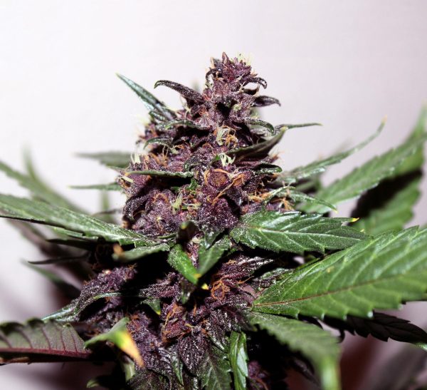 Kannabia Swiss Dream Rosé Auto CBD – rosé autoflower CBD sorta iz semenske banke Kannabia