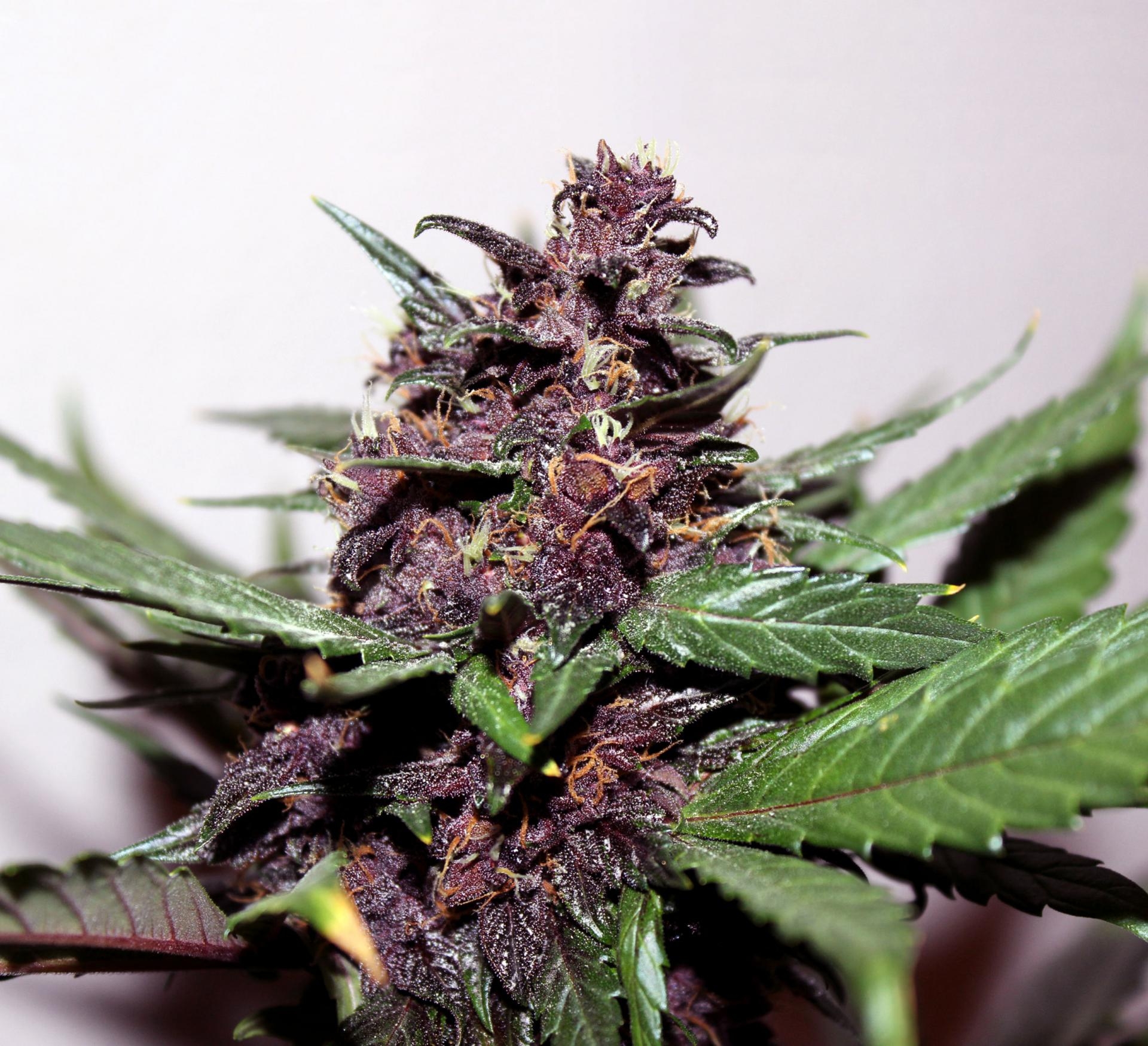 Kannabia Swiss Dream Rosé Auto CBD – rosé autoflower CBD sorta iz semenske banke Kannabia