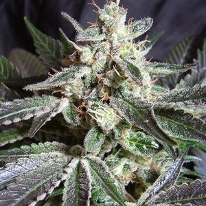 Black Jack Sweet Seeds