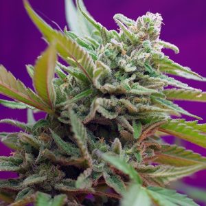 Black Jack Auto Sweet Seeds