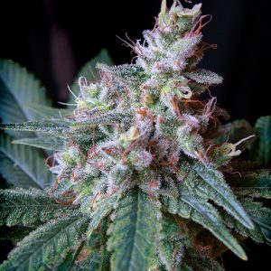 Cream Caramel Fast Sweet Seeds
