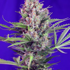Cream Mandarine F1 Fast Version Sweet Seeds
