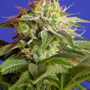 Green Poison Fast Sweet Seeds