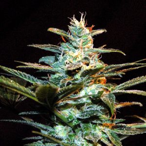 NYC Diesel