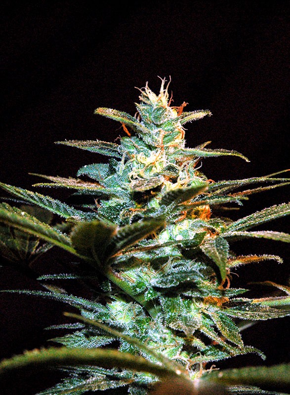 NYC Diesel