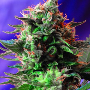 Jack 47 Fast Sweet Seeds