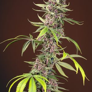 Red Mandarine FV
