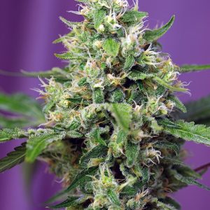 Sweet Amnesia Haze XL Auto Sweet Seeds