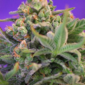 Sweet Cheese FV Sweet Seeds
