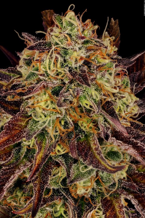 Tangerine Sorbet Paradise Seeds