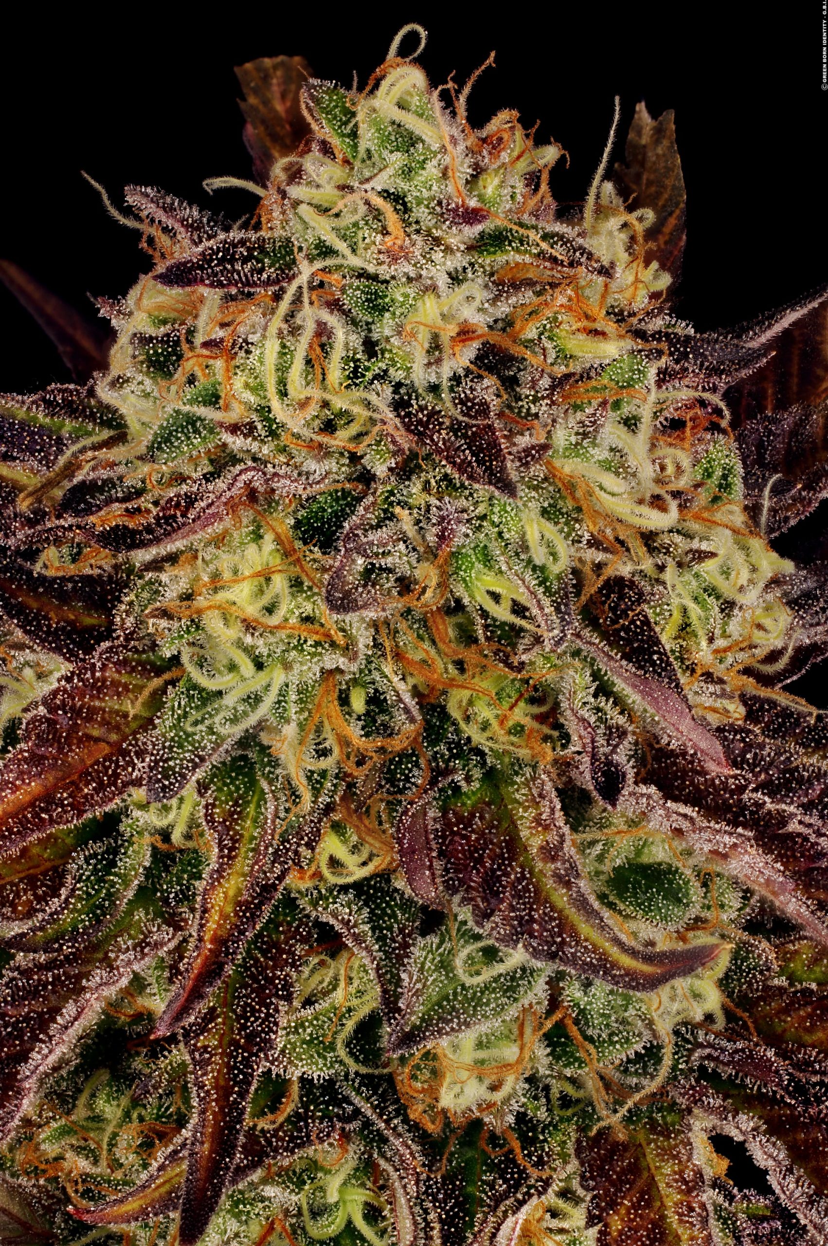 Tangerine Sorbet Paradise Seeds