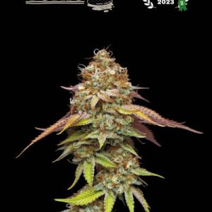 Terp & Tonic Seedstockers