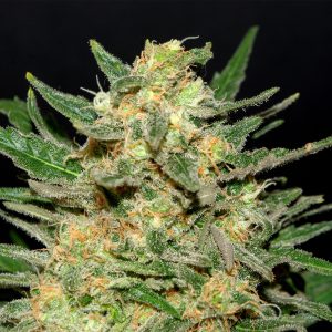Thai Fantasy Kannabia – feminizirana sativa-dominantna cannabis semena z eksotičnimi aromami in vijoličnimi trihomi.