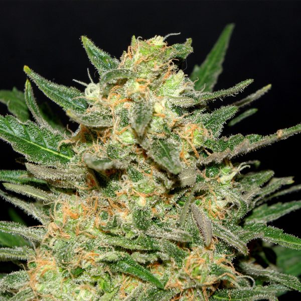 Thai Fantasy Kannabia – feminizirana sativa-dominantna cannabis semena z eksotičnimi aromami in vijoličnimi trihomi.