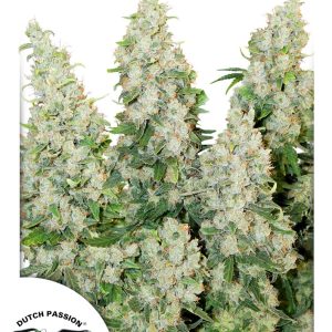 Think Different feminised autoflower, visoka, s sativa-dominantnimi gostimi cvetovi, močna rast in velik prinos.