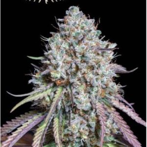 Thunder Banana Seedstockers