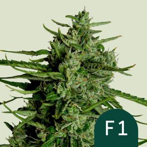 Titan F1 Royal Queen Seeds