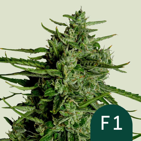 Titan F1 Royal Queen Seeds