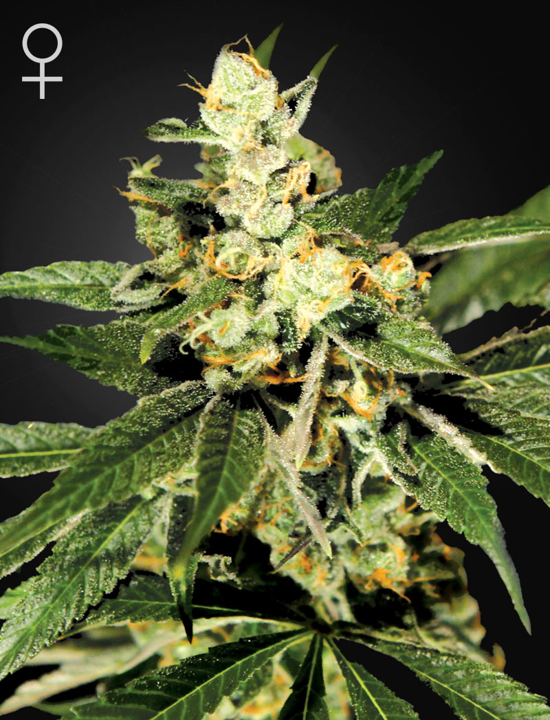 Train Wreck Green House