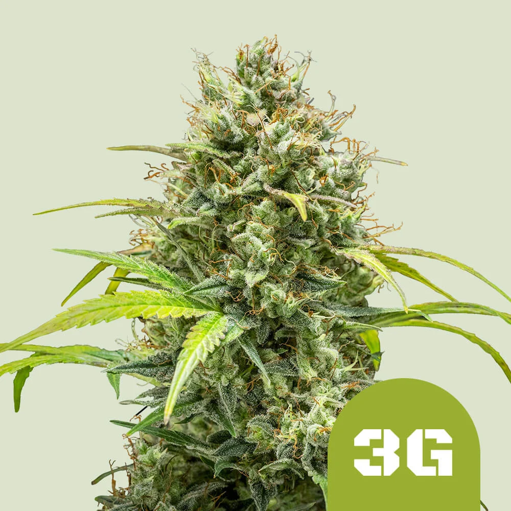 Triple G Auto Royal Queen Seeds