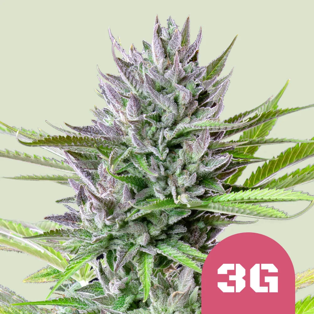 Triple G Royal Queen Seeds