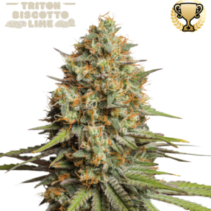 Triton Biscotto Lime Auto Seedstockers