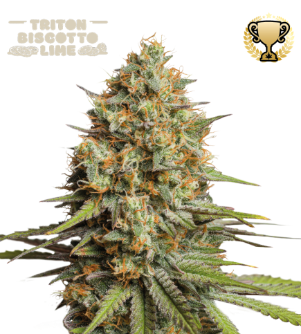 Triton Biscotto Lime Auto Seedstockers
