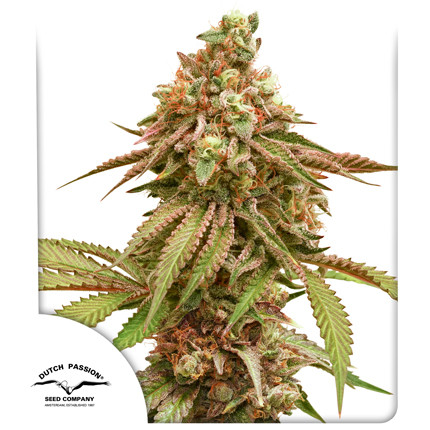 Tropical Tangie – Sativa-dominantna konopljina rastlina z velikimi, smolnatimi in oranžno obarvanimi popki ter izrazito citrusno aromo.